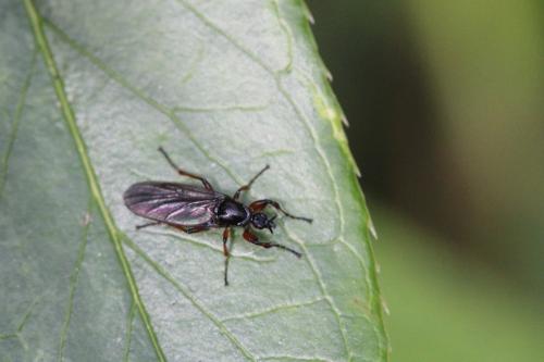 Bibio sp.